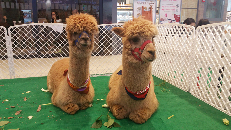 J9.COM·(中国集团)官方网站